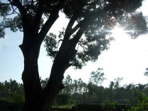 sun thru mngo tree 070511