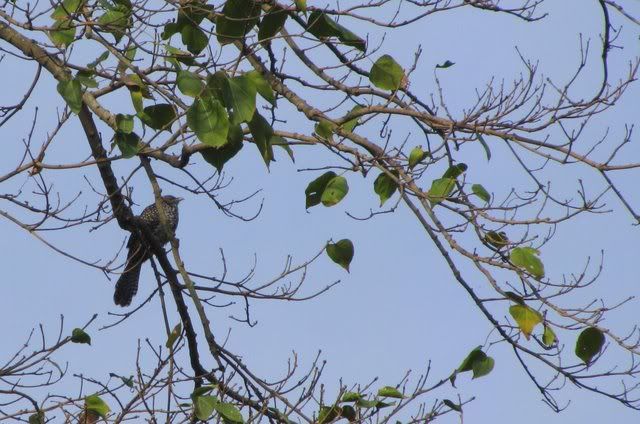 female koel 090111