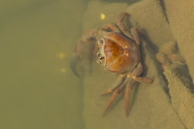 crab lb lake 090111