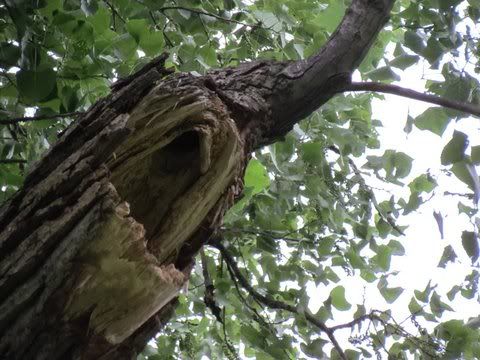 fp owls nest 270511