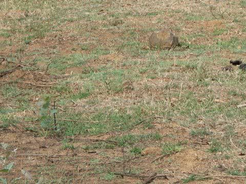 pipit camo 160411