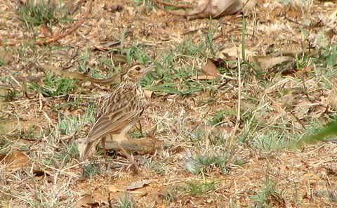 pipit rghli 160411