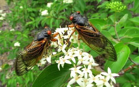 cicadas 280511