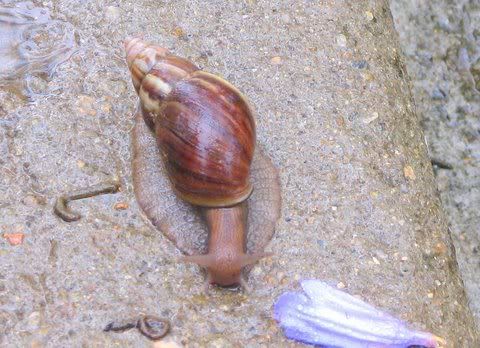 african snail 220411 vs