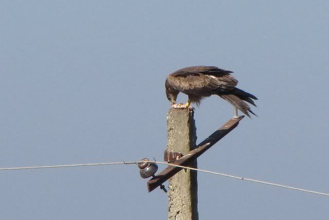 kite prey 150111