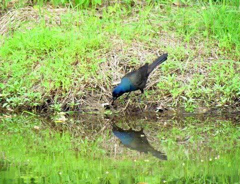 grckle reflection fp 020611