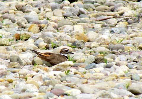 kildeer siting  020611 fp