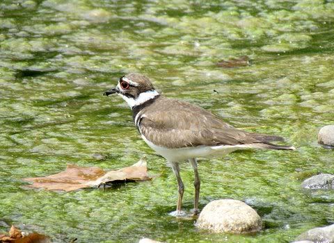 kildeer fp 020611