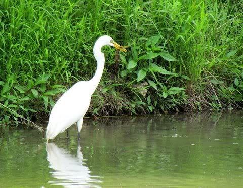 grt egrt fishing fp 020611