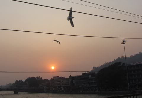 gulls over ganga