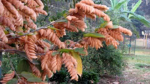 un id shrimp plant 080211