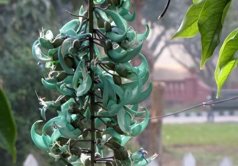 jade vine  080211