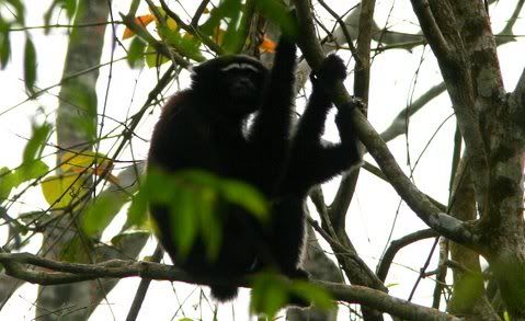 male gibbon 040411
