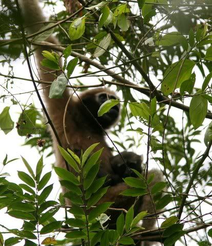 gibbon mthr and chld in lvs 040411