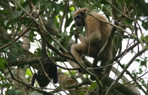 gibbon mother and child playing 040411