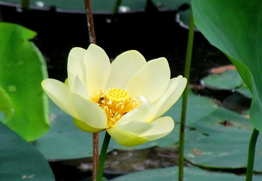 yellow lotus fp 110711
