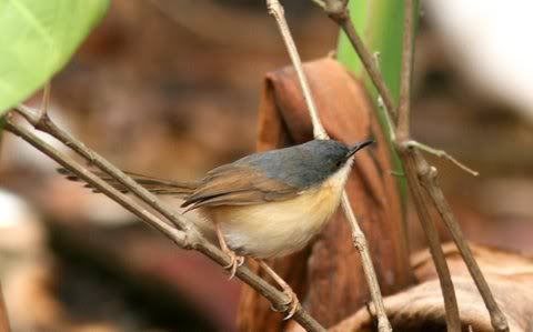 ashy prinia 240411 nh