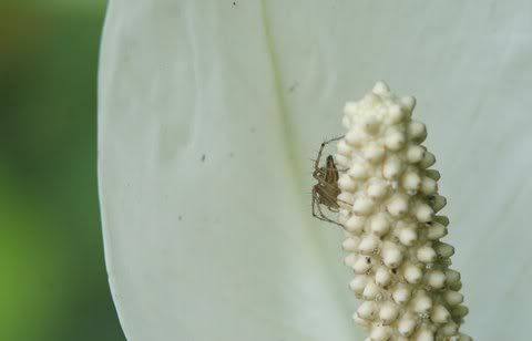 spider on cobra flower nh 240411