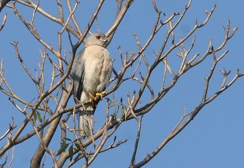 shikra male 080511