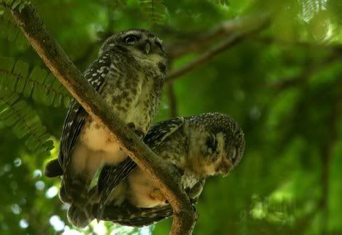 two owlets in shade lb 130511