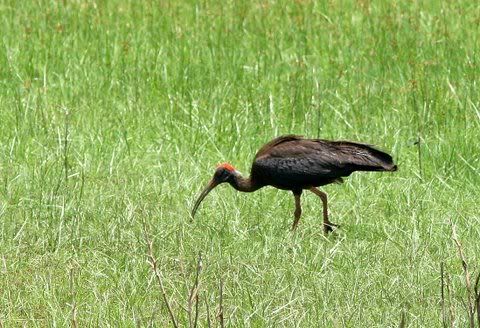 blk ibis 140511 kbni