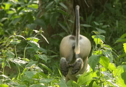 langur 140511