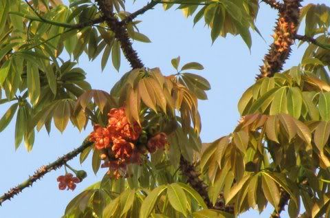 ceiba pentandra 150311