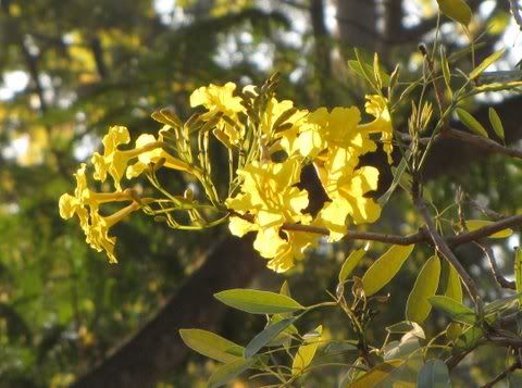 tabebuia argentea