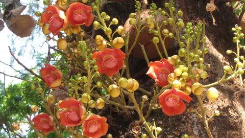 Cannonball(Couroupita guianensis)