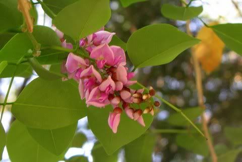 Milletia ovalifolia (Moulmein Rosewood)