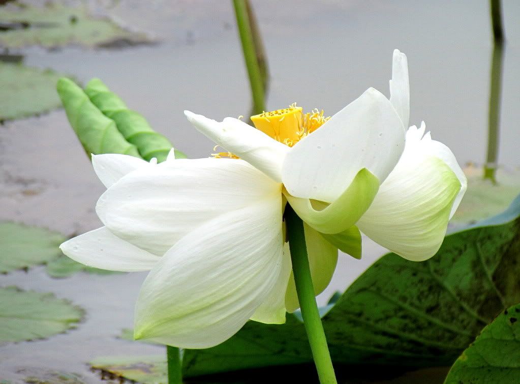 white lotus 070811 rghli