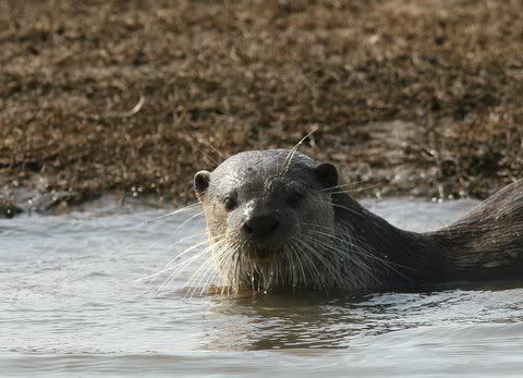 otter head 150511