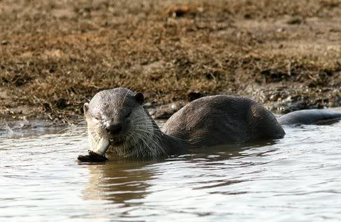 otter fish 150511