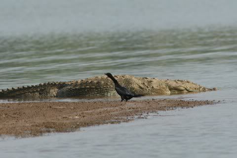 croc and cormorant 150511