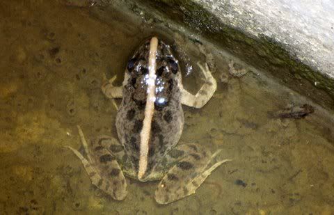 Cricket Frog (Fejervarya sp)