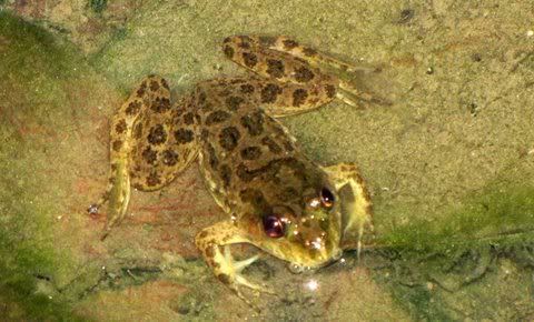 Skitter Frog (Euphlyctis, possibly Cyanophlyctis).