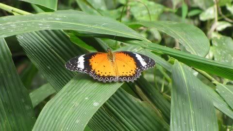 leopard lacewing 040411 gbn