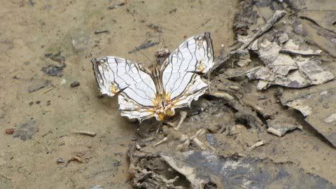 common map b'fly 040411 gibbon