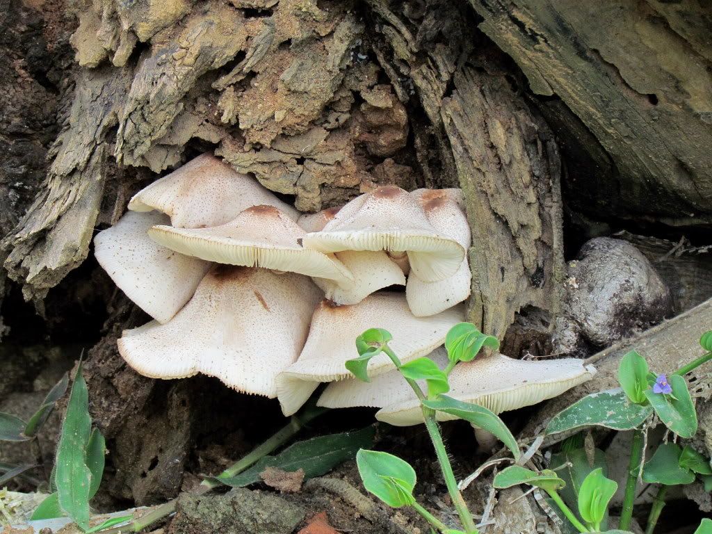 mushroom large 280811 bgz