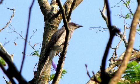 black-winged cckoshrke fem 1 090411