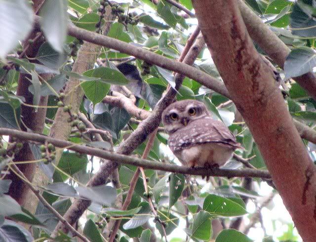 spotted owlet 2711110