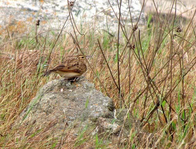 jerdon's bushlark 271110 shtrk rgihali