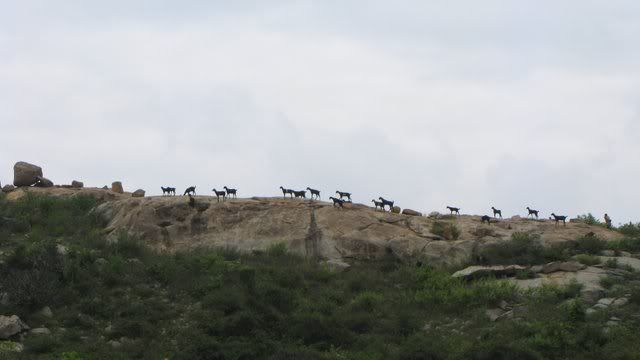 goats on cliff hosur 201110
