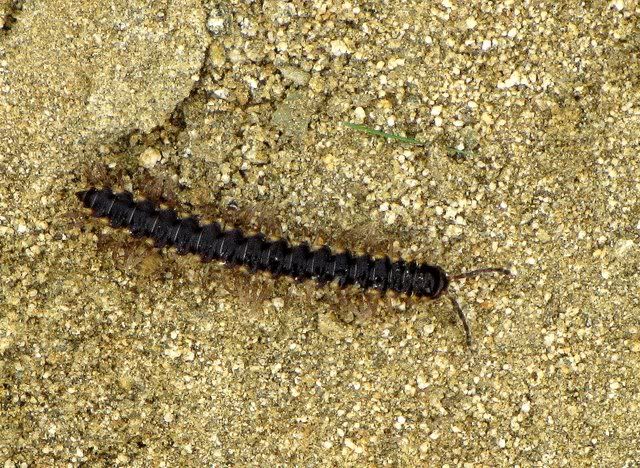 centipede 041210