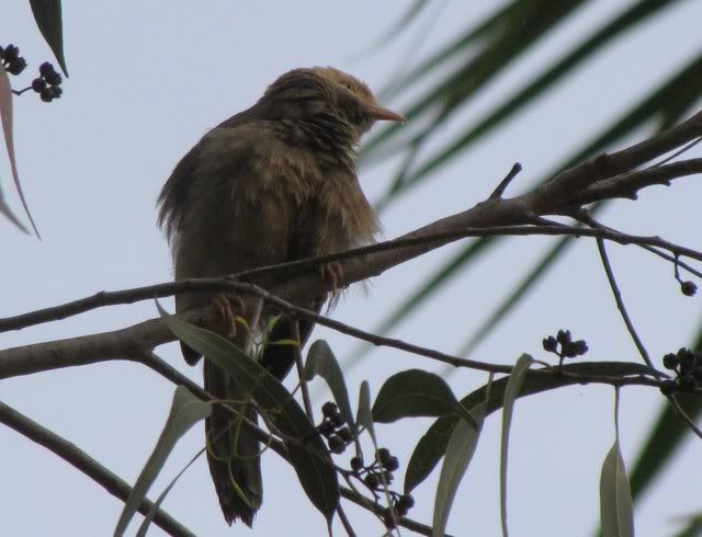 babbler 041210