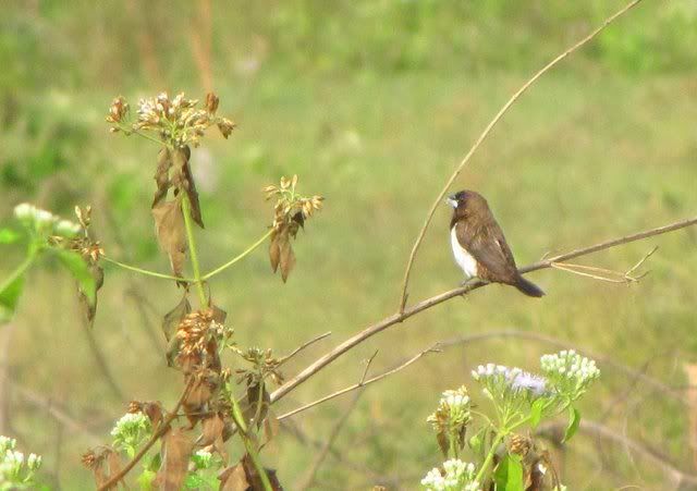 white-r munia 041210