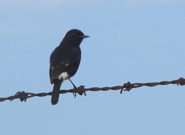 pied bushchat 081210 rghli