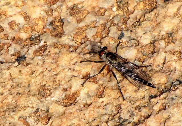 robber fly 081210