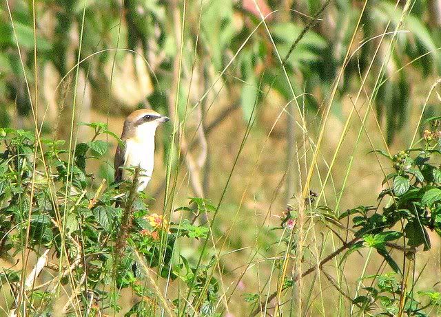 brown shrike 081210