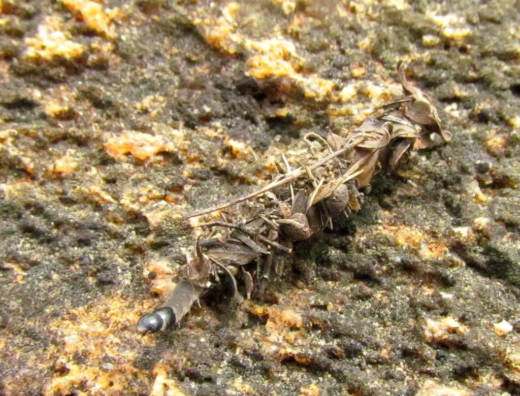 bagworm 2 170911 bg